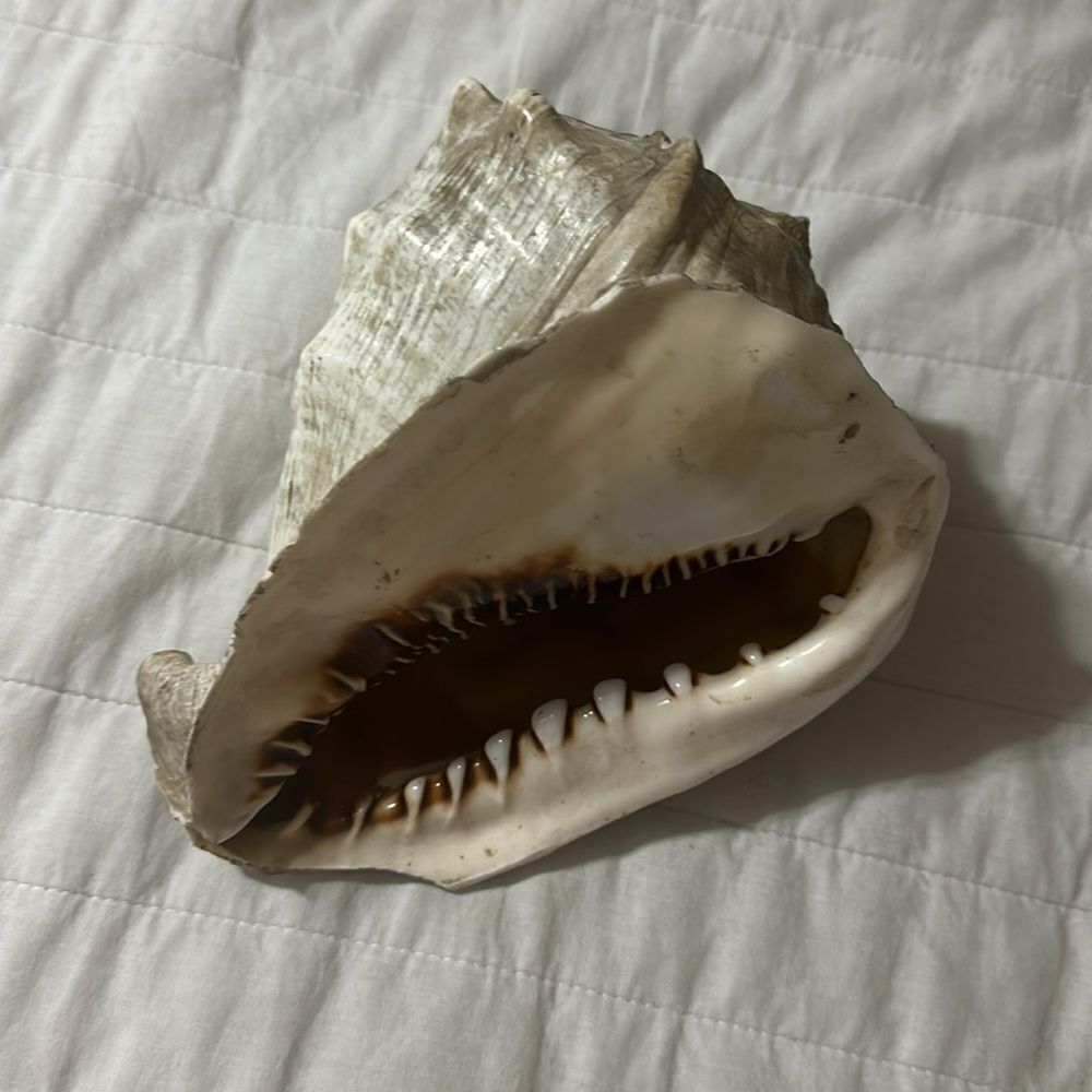 Large Ocean Shell - Picture 2 of 6